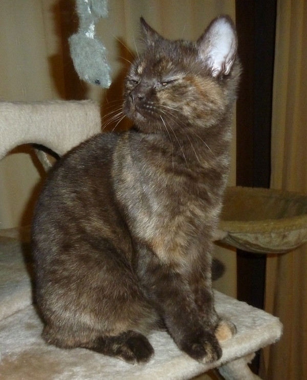 Yori