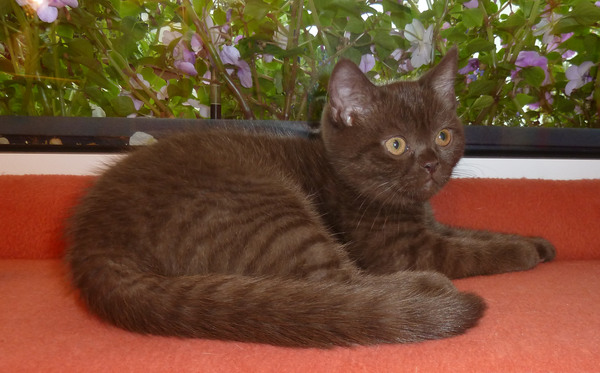 Hanny August 2014