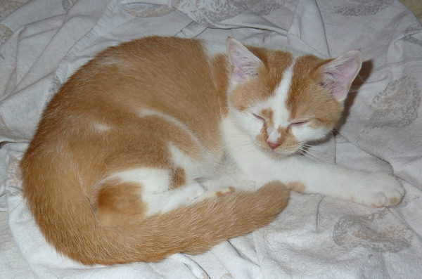 Henry September 2014